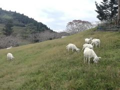 千葉県 酪農のさと】アクセス・営業時間・料金情報 - じゃらんnet