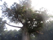 Ԃ񂳂̘h̑吙̓eʐ^1