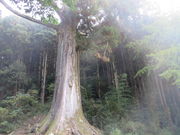 Ԃ񂳂̘h̑吙̓eʐ^2