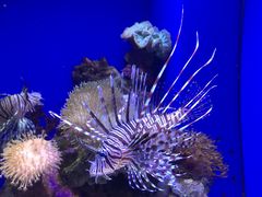 CagȅÍ`[Cف`V[JXE~[WA`ւ̓eʐ^1