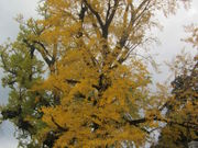 񂶂̊╔_Ђ̑C`E̓eʐ^1