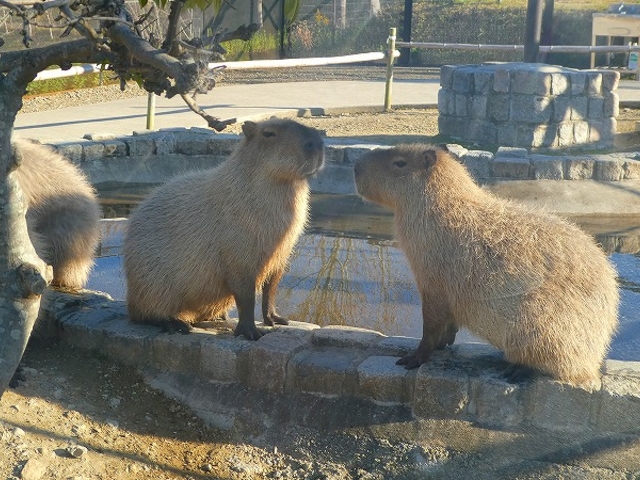 ���{�E��s�E�΂̃~���[�W�A���E�n�[�x�X�g�̋u_�䥗΂̃~���[�W�A�� �n�[�x�X�g�̋u