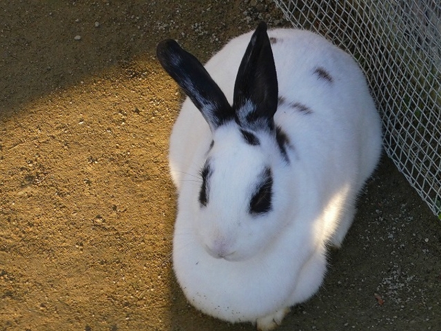 ���{�E��s�E�΂̃~���[�W�A���E�n�[�x�X�g�̋u_�䥗΂̃~���[�W�A�� �n�[�x�X�g�̋u