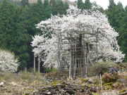 kiyohiko85jp����̒M���̑���̓��e�ʐ^3