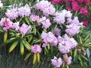 tuka����̉F�������{�̓��e�ʐ^1