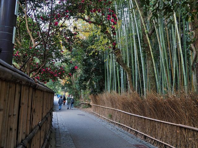 竹林の道_嵐山公園