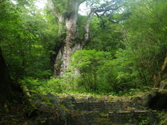 EV_̉vKChNuւ̓eʐ^1