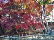 ̂ققC̋c@@yђ뉀̓eʐ^2