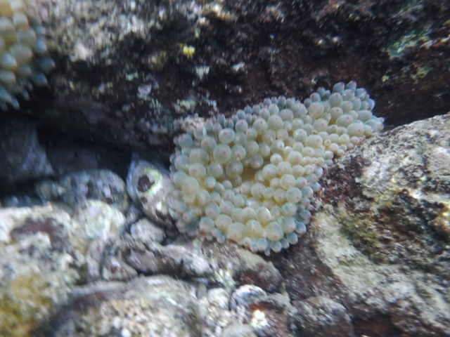 �C�\�M���`���N�������ł��I�I_�M�C�}�����X�|�[�c�N���u