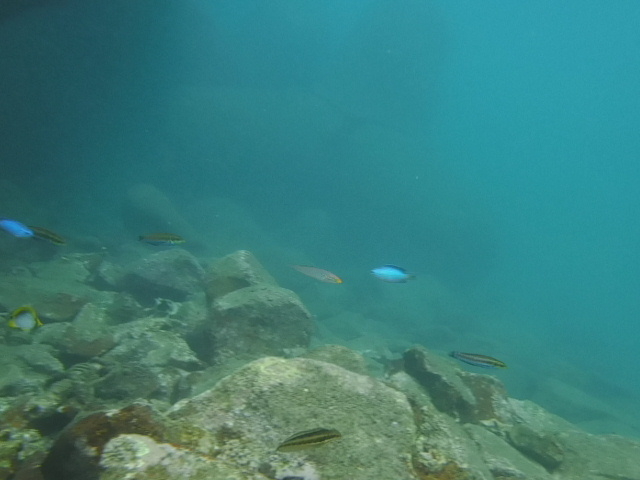 �X�Y���_�C�Ɖ����ȁH�H_�M�C�}�����X�|�[�c�N���u