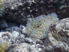 ΂񂳂̔MC}X|[cNuւ̓eʐ^1