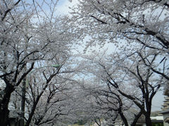 kuriyumiさんの尾根緑道への投稿写真1