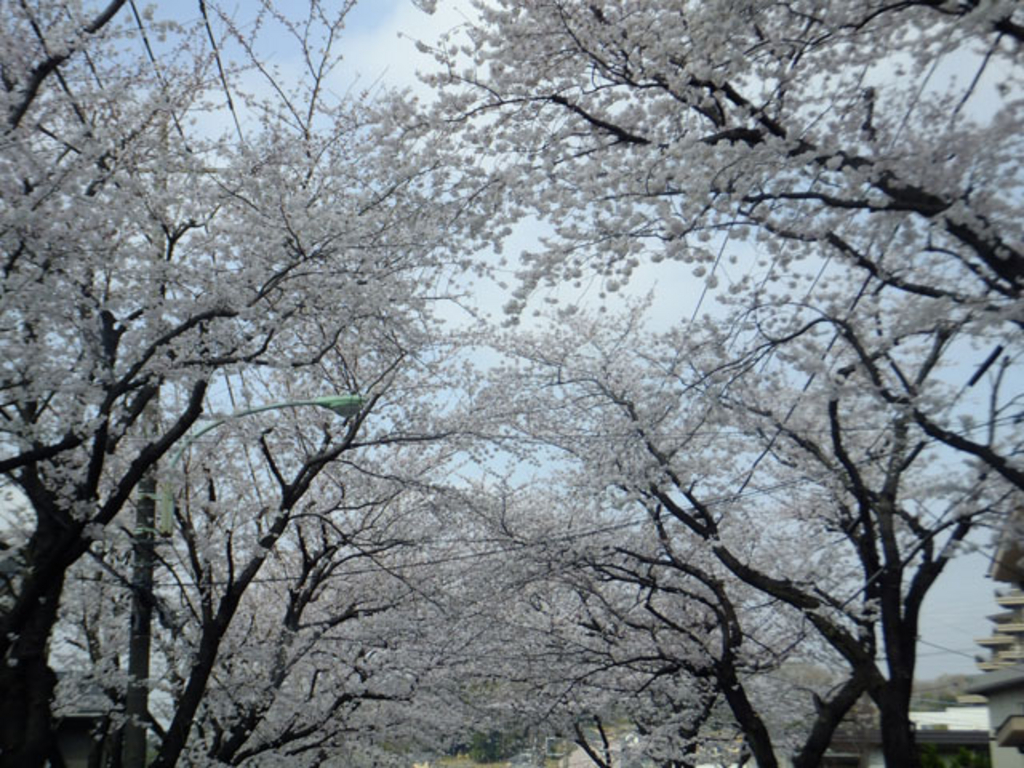 東京のおすすめ桜名所41選 開花見頃予想も 春のお花見に じゃらんニュース
