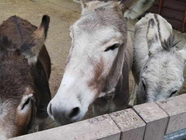 \߂܂ŗĂ܂Iw_SR⥂ӂꂠq