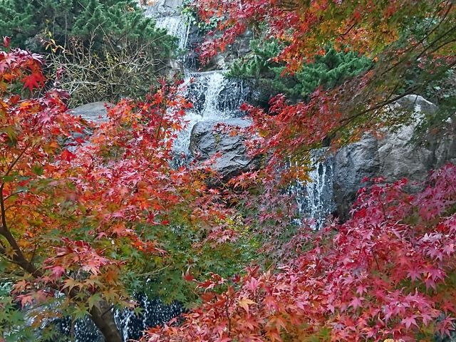 �M�C�~���̍g�t