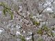 kiyohiko85jpさんの荘川桜の投稿写真1
