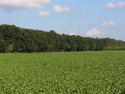 񂳂̑吳JVт̓eʐ^1