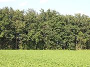 񂳂̑吳JVт̓eʐ^2