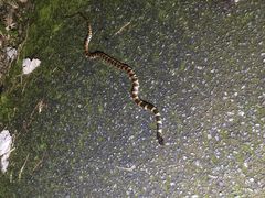 �����n�C�r�X�J�X����̊ό��l�b�g���[�N�����ւ̓��e�ʐ^2