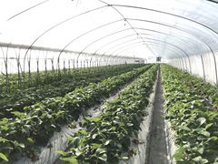 @̃Xgx[nEXĂւ̓eʐ^1