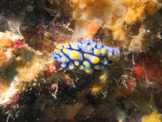 Bė@_ɓ_CrOT[rX@UMIKOZOU