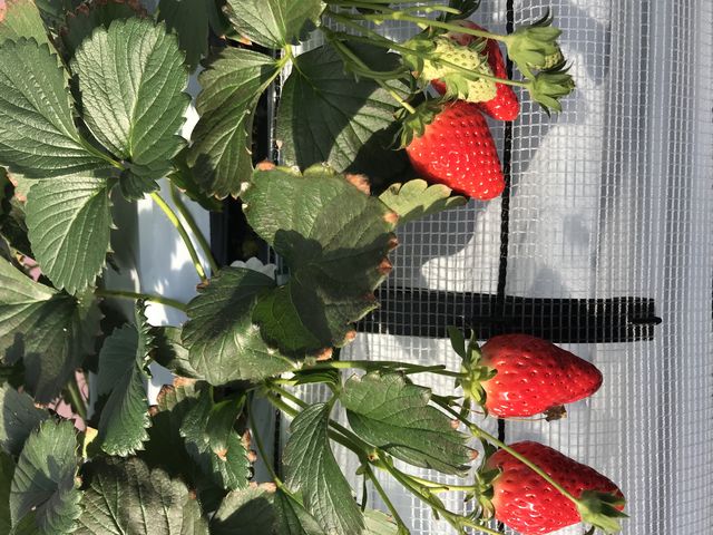 �ʐ^�̕����A�Ԉ�����Ⴂ�܂����B_Angelina berrys farm