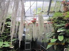 �����������̔M��o�i�i���j���ւ̓��e�ʐ^2