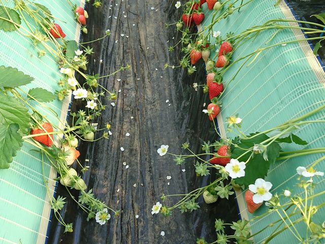 �H�ׂĂ��`_�S��������