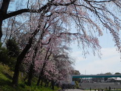 こどもの国の桜 アクセス 営業時間 料金情報 じゃらんnet