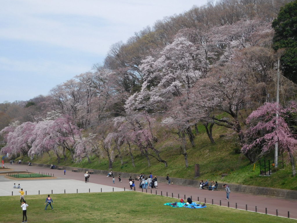 横浜のおすすめお花見スポット7選 桜の名所や公園など 開花見頃予想も じゃらんニュース