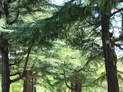 A\j[̂̐Xq}XM؂̓eʐ^1