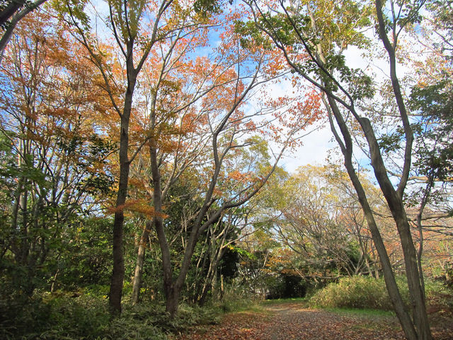 �΂������ł�_�{�q�R������