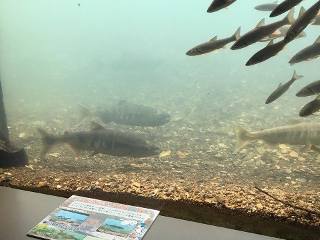 ��̒�_�T�P�̂ӂ邳�Ɛ�ΐ�����