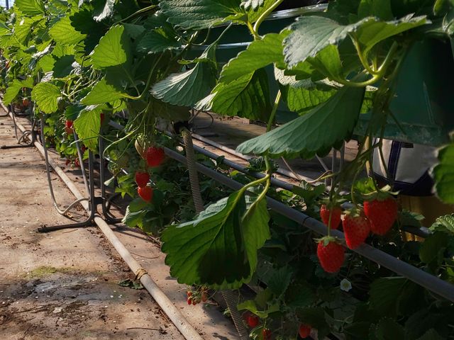 �Ԃ��ĊÂ��������ł���_�[��_��