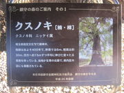 W{WFbg̋s_Ђ̃NXmL̓eʐ^2