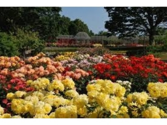 ���c���t�����[�K�[�f��_���c���t�����[�K�[�f��