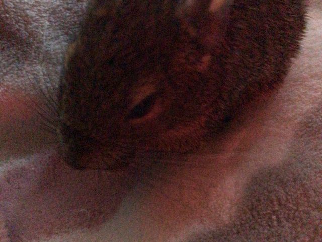 �f�O�[�B_�ߑO2���̃n���l�Y�~����