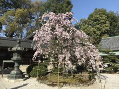 ݂񂳂̍{_Ђւ̓eʐ^1