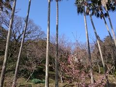 �܂�܂���̋{�n�Ԑ_�Ж��Ƒ����R�L���ւ̓��e�ʐ^1