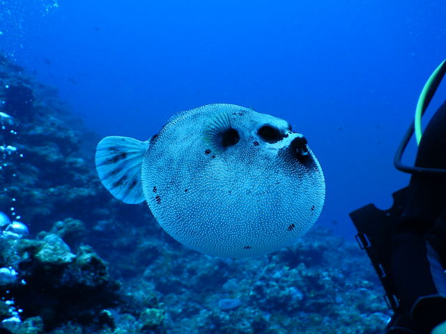 �t�O��_NuNu Adventure Club