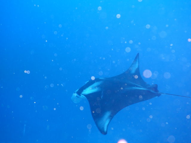 �}���^��_NuNu Adventure Club