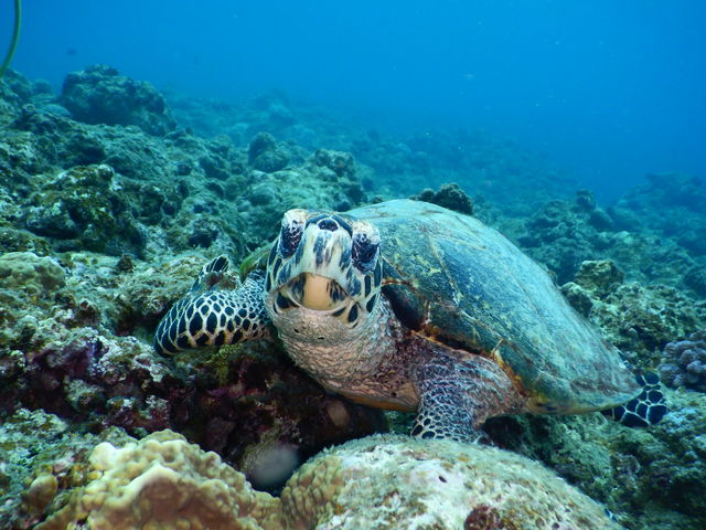 �J����_NuNu Adventure Club