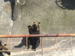 クマへのエサやりが楽しかった！ - 阿蘇カドリー・ドミニオンの