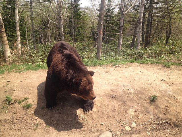 �Ԃ̒�����_�T�z�����]�[�g�@�x�A�E�}�E���e��