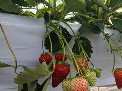 肩̃x[YVbvւ̓eʐ^1