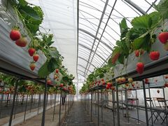 ȂTomiBerry_ւ̓eʐ^1