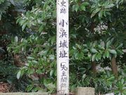 �Ƃ�����񂳂�̏��l�隬�̓��e�ʐ^2