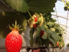 ف[񂳂̃^ix[t@[(TANABERRY FARM)ւ̓eʐ^1