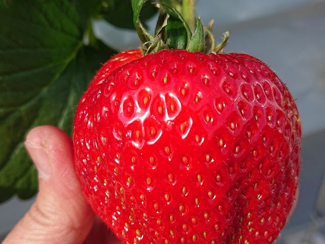 PS݂ȃTCYłтI ^ԂŊÂĂ܂AтI_STRAWBERRY GARDEN ROYAL