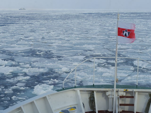 �ӕX�D�����X�ɓ˂����݂܂���(^^)/�B���X�̌�����60cm���炢�̂悤�ł��B_�I�z�[�c�N�C�̗��X